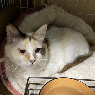 ふわふわにゃんこ