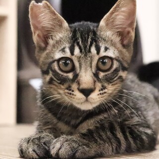 トライアル決定☆お膝がだーいすき！