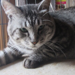 サバトラのいーちゃん　男の子　４才位