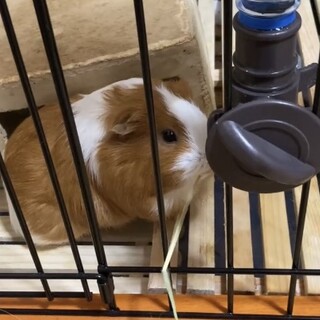 モルモット2匹