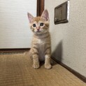 大豆（だいず）ちゃん生後2ヶ月くらいの♀（三姉妹）