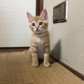 大豆（だいず）ちゃん生後2ヶ月くらいの♀（三姉妹）