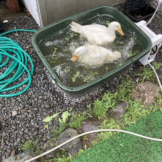 アヒル　2羽　性別不明