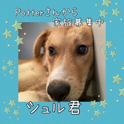 「ポッターさんのシュル君をよろしくね？」サムネイル1