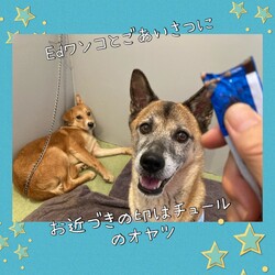 「ポッターさんのシュル君をよろしくね？」サムネイル2