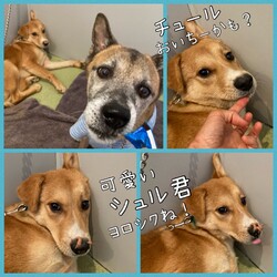 「ポッターさんのシュル君をよろしくね？」サムネイル3