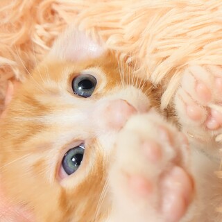 【8/14譲渡会参加】だいこく君