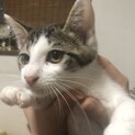 【雑種】甘え上手な生後3カ月の子猫♂【5兄妹】