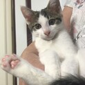 【雑種】面倒見のいい生後3カ月の子猫♂【5兄妹】