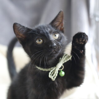 募集停止黒猫男の子アルス