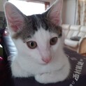 【雑種】のんびりやの生後3カ月の子猫♂【5兄妹】