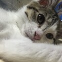 【雑種】おっとり優しい生後3カ月の子猫♀【5兄妹】
