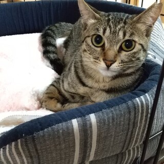 すこーし抱っこOK  ないないちゃん♀