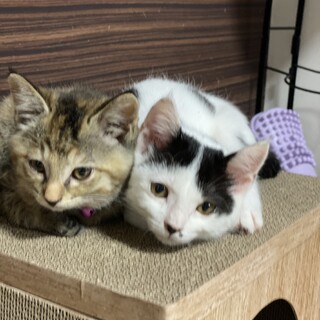 生後３ヶ月里親募集中