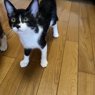 3か月の白黒の女の子・みるくちゃん(仮名)