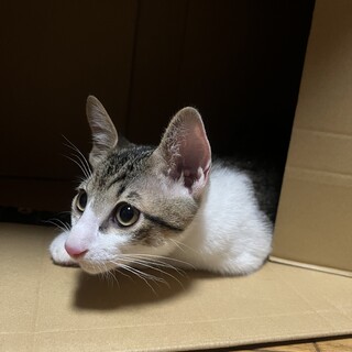 3か月のキジ白の男の子・むぎくん(仮名)