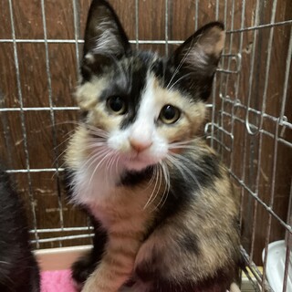 みけこちゃん♪