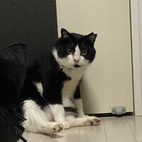 おはぎ