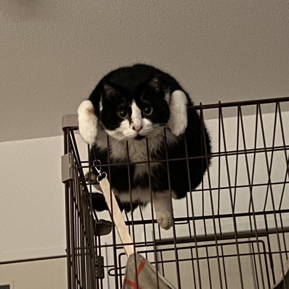 おはぎのカバー写真