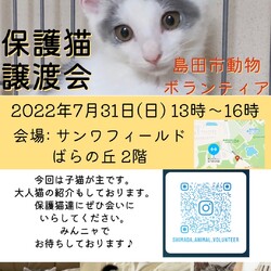 ネコの譲渡会IN島田