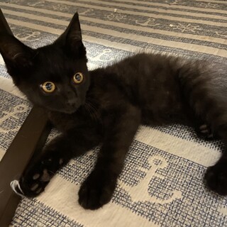 動画見て❣️かわいい黒猫クロちゃん2ヵ月の男の子