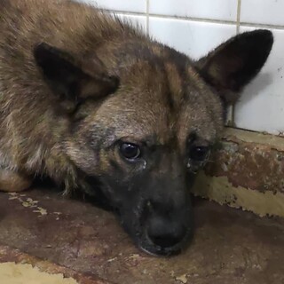 2日までしか拘留されません。