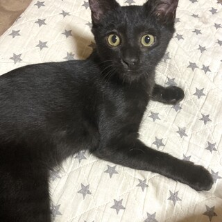 ボンゴちゃんトライアル中