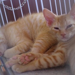 「子猫さんたち 悲しいお知らせ」サムネイル2