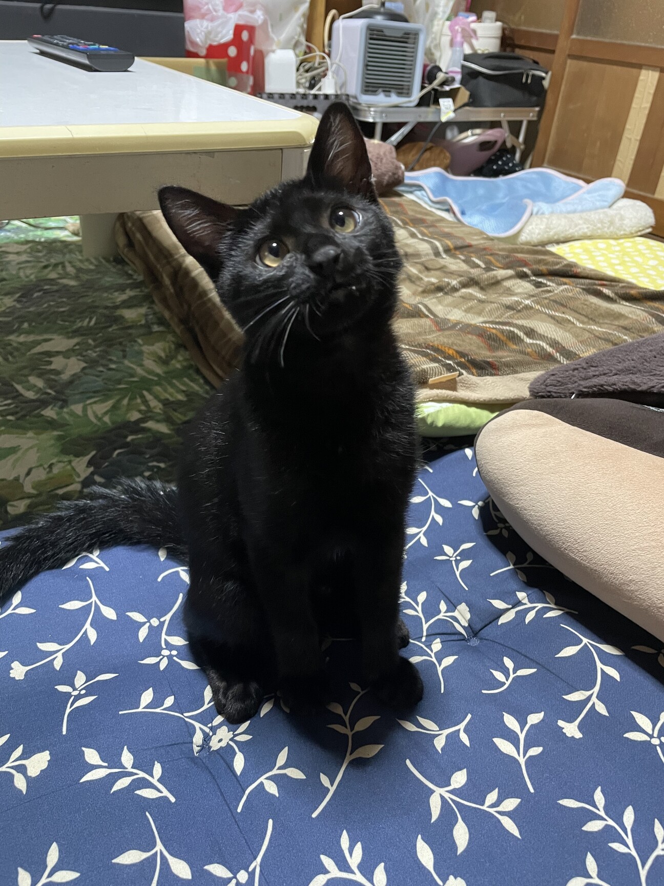 しっぽの長い黒の子猫です 大分県 猫の里親募集 ペットのおうち 月間利用者150万人