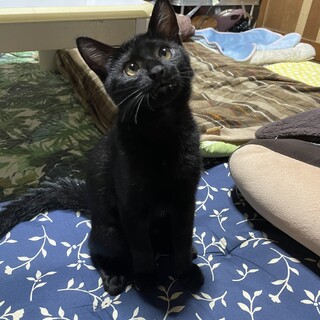 しっぽの長い黒の子猫です(^^)