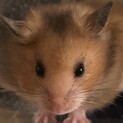 ハムスター　メス　
