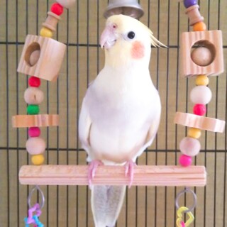 オカメインコの里親様募集