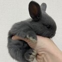子うさぎの里親募集【里親決定しました】