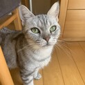 綺麗なアメショのララァちゃん♡