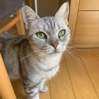 綺麗なアメショのララァちゃん♡