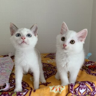 仲良し兄妹♡一緒のお家希望です