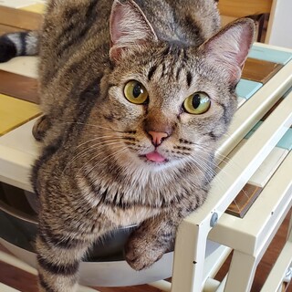 甘えん坊のひびんﾁｬﾝ♀️