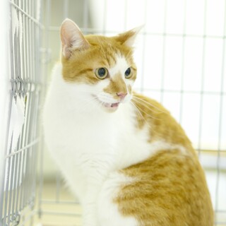 人馴れ抜群の茶白ちゃん♪