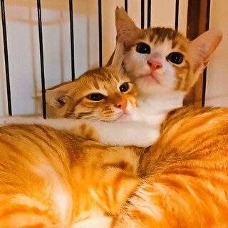 子ネコ物語のようなチャトラン兄弟姉妹！