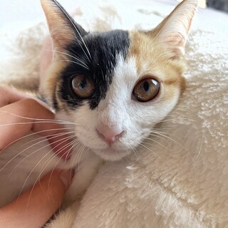 幸せになるために産まれたんだよ。三毛猫♀3ヶ月