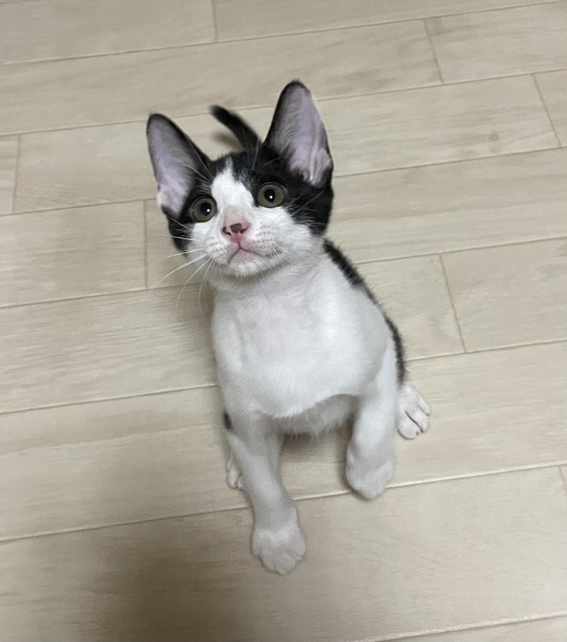 仮名　ツゥー♂ サムネイル2