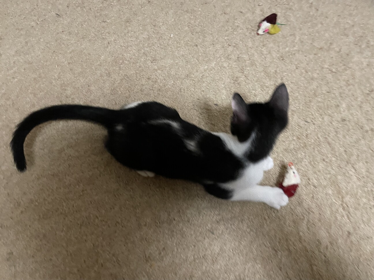 仮名　ツゥー♂ サムネイル4