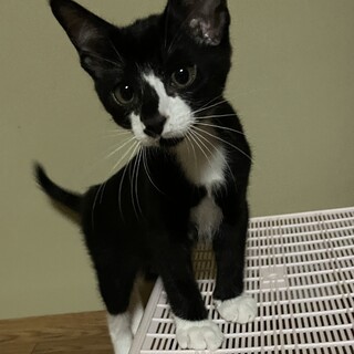 里親決定しました 三重県 猫の里親募集 ペットのおうち 月間利用者150万人