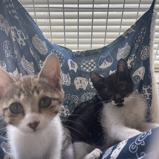 元気な兄妹２匹＊白キジ(メス)白黒(オス)