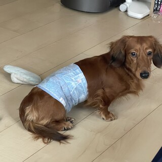 武蔵村山市の犬の里親募集情報まとめ ペットのおうち 月間利用者150万人