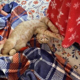 優しくて甘えん坊な茶トラの男の子