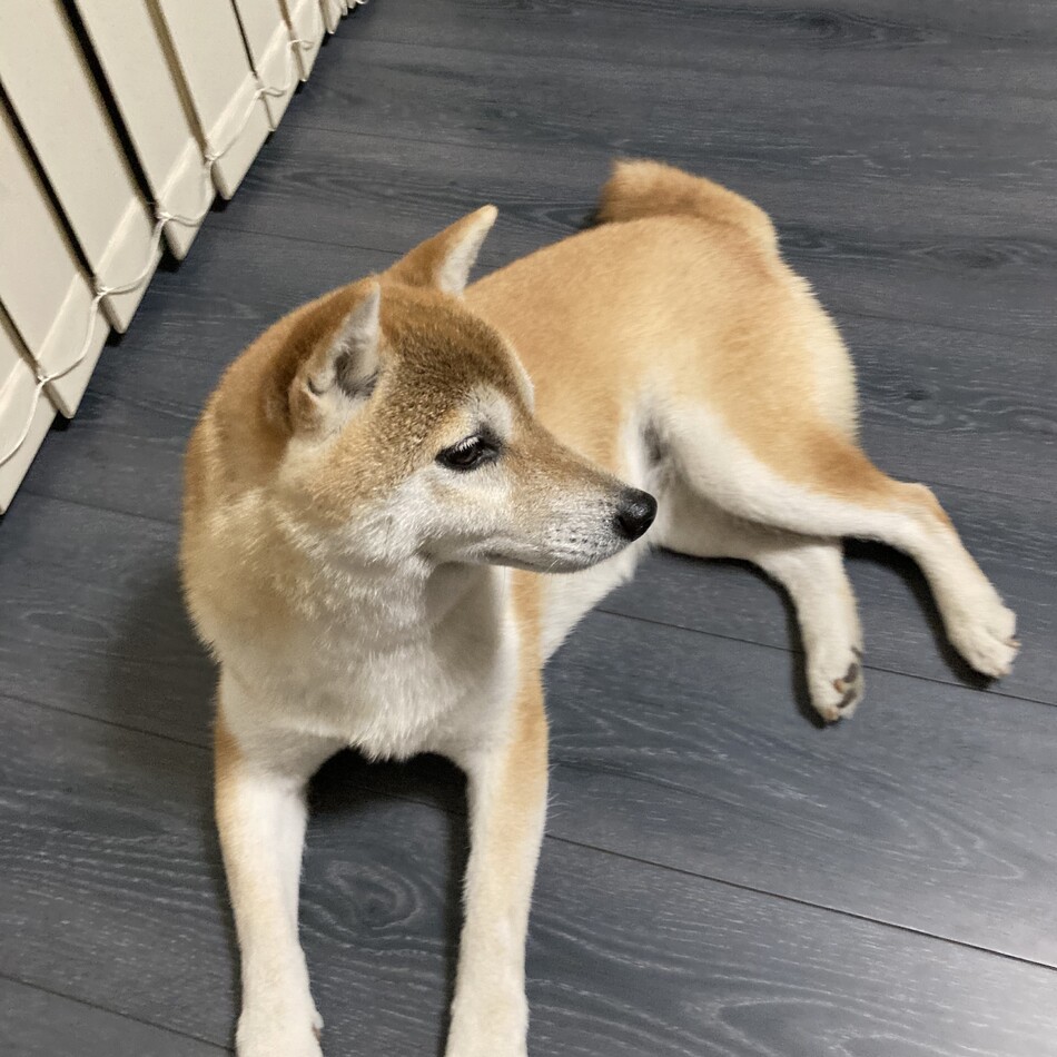 あんこのカバー写真
