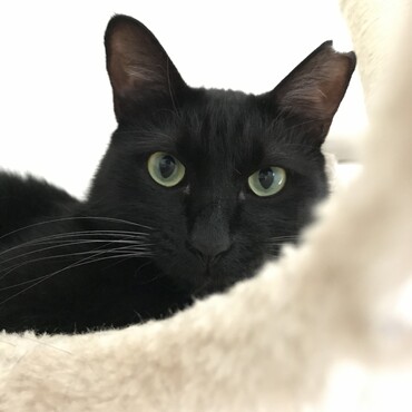 キャットタワーからこんにちは