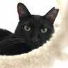 キャットタワーからこんにちは