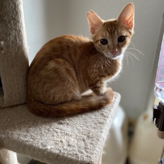 抱っこもできます。ちゃとらこねこ♂